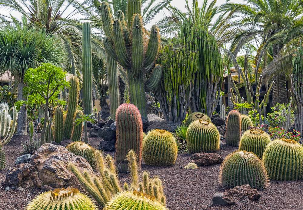 Cactus Garden, Ratlam
