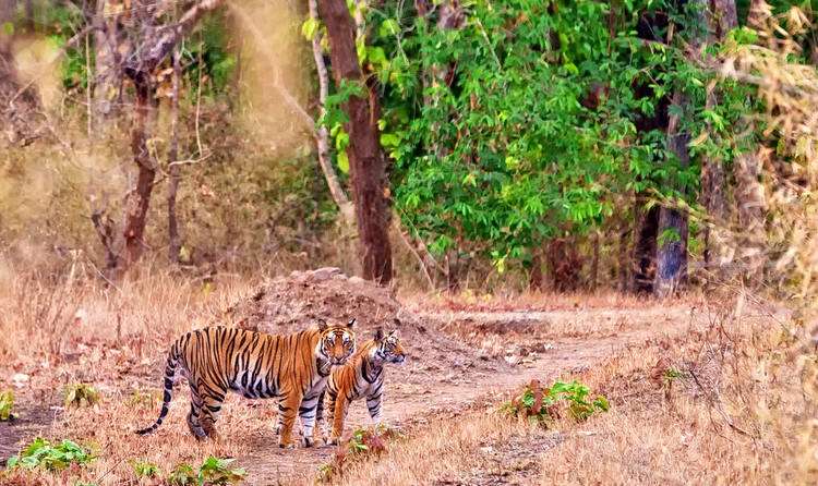 Pench National Park