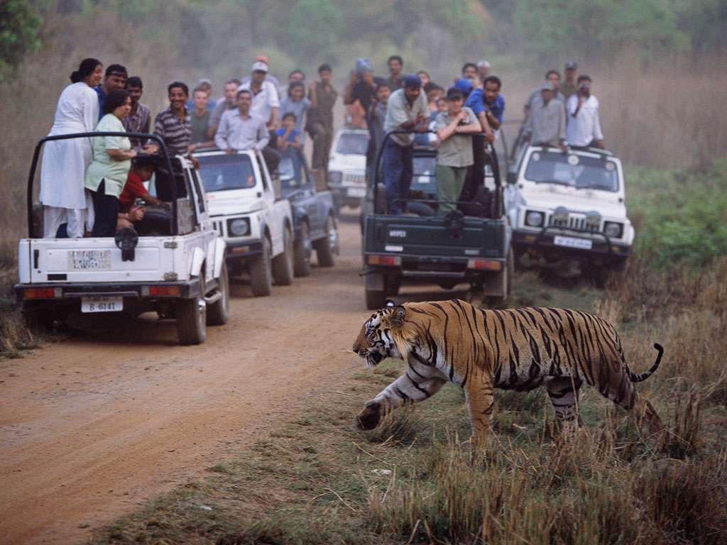 Tiger Spotting at Pench Tiger Reserve