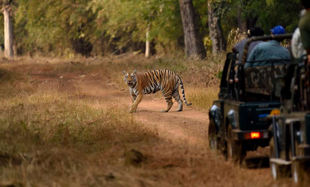Jungle Safari at Orchha Wildlife Sanctuary