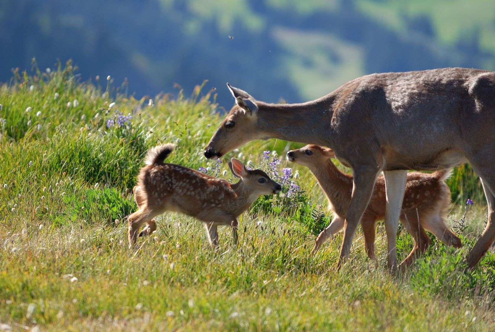 Balpakram National Park (134 km from Shillong)
