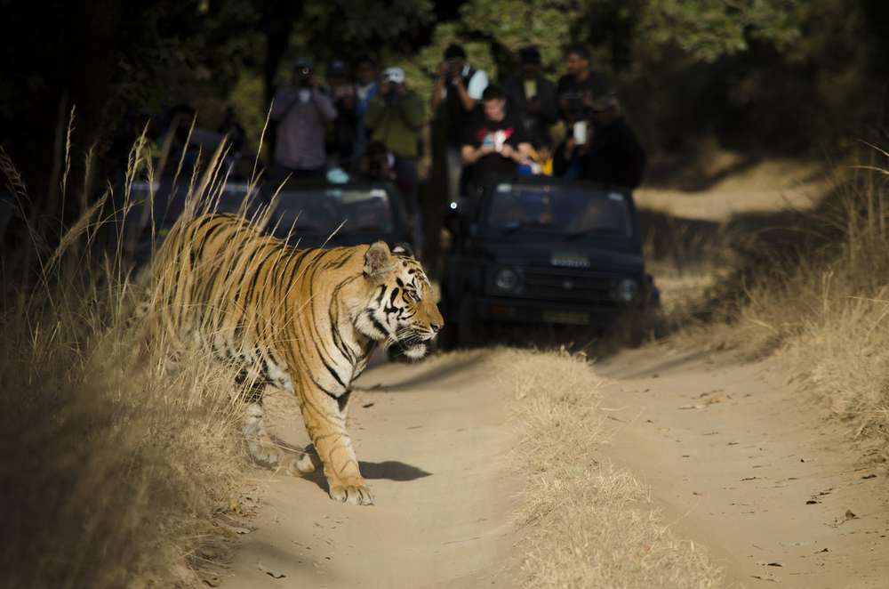 Tiger Spotting at Bandhavgarh Tiger Reserve