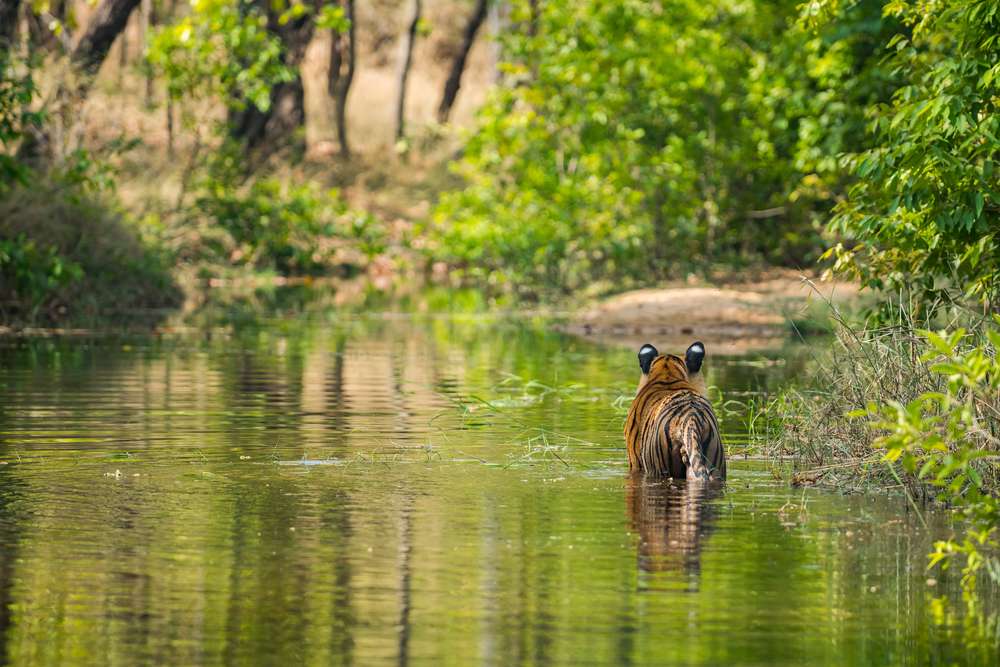 How to Reach Bandhavgarh National Park