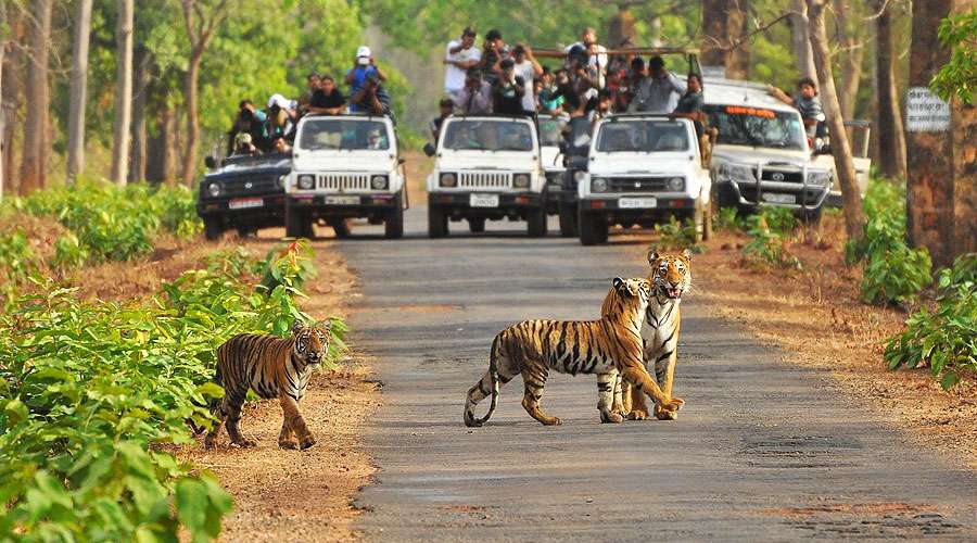 Tiger Spotting at Kanha Tiger Reserve