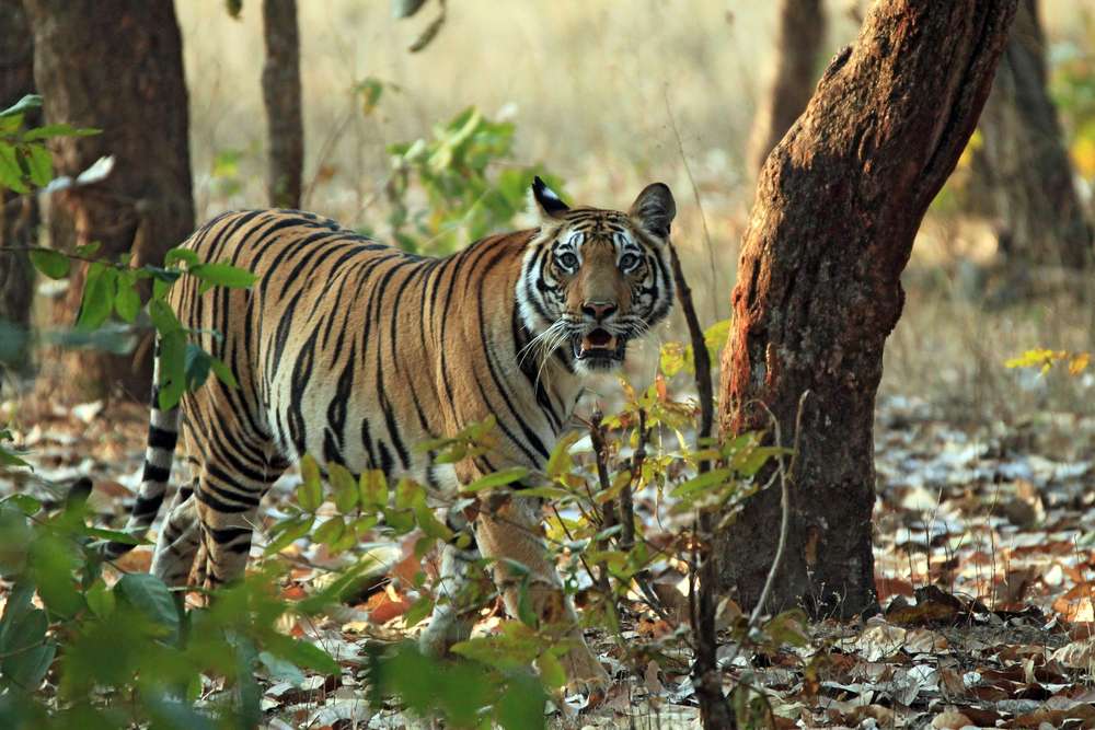 Best Time to Visit Satpura National Park