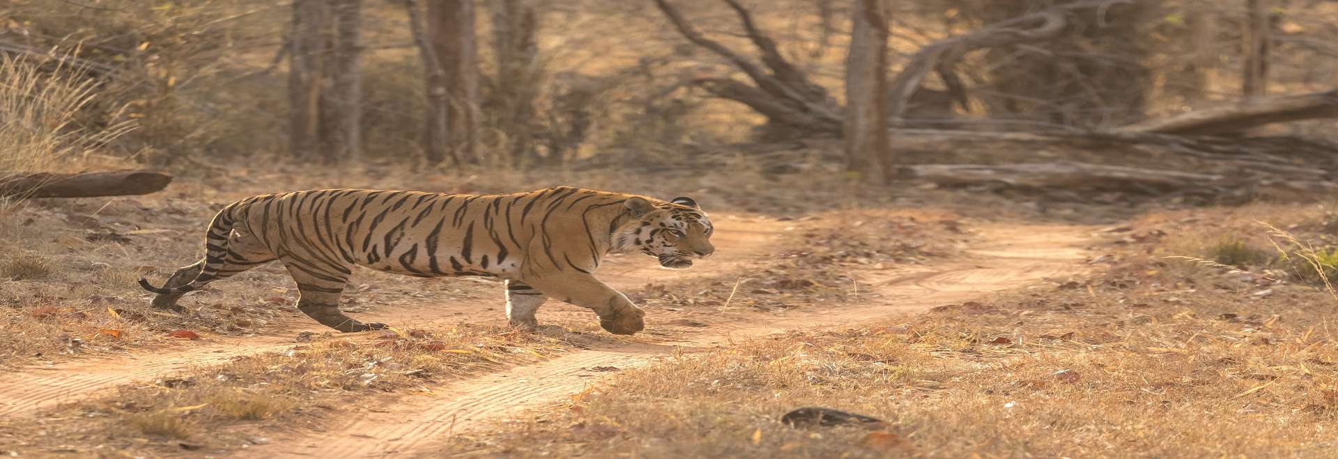 Satpura National Park: A Detailed Travel Guide