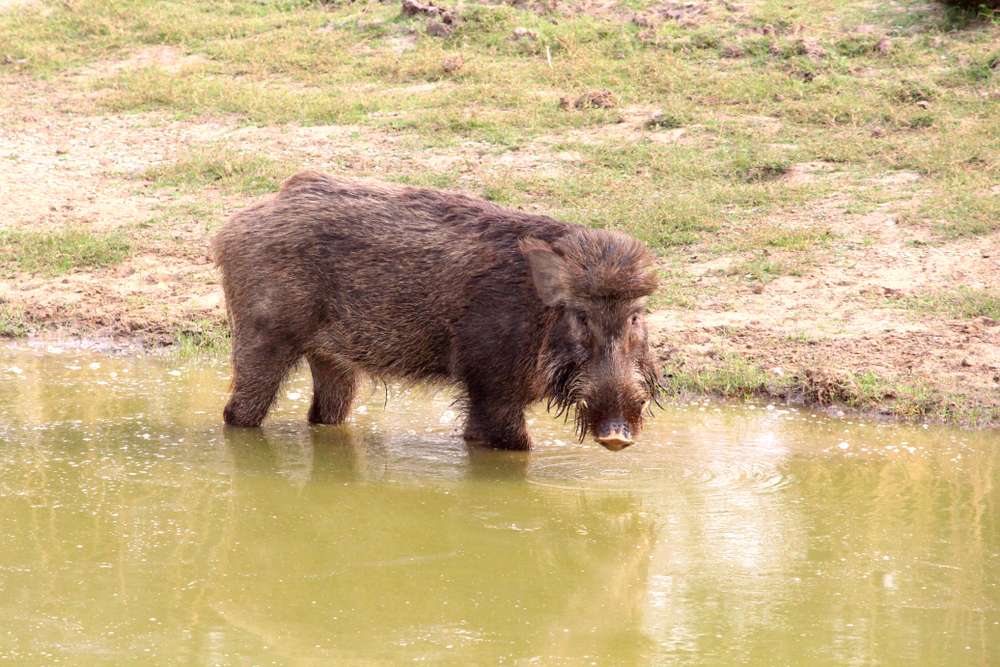 Bori Wildlife Sanctuary
