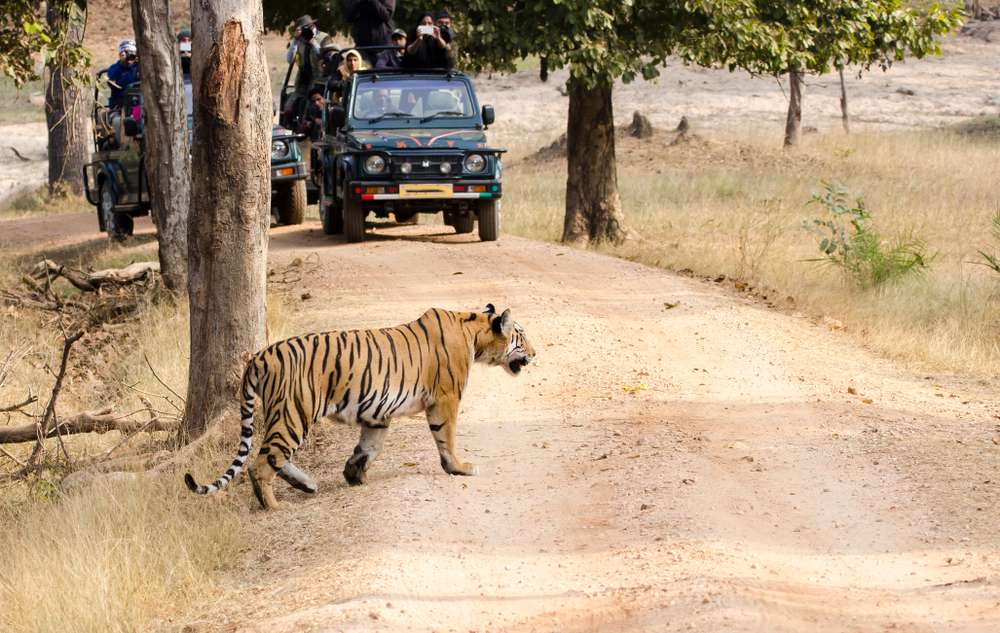 Pench Wildlife Sanctuary