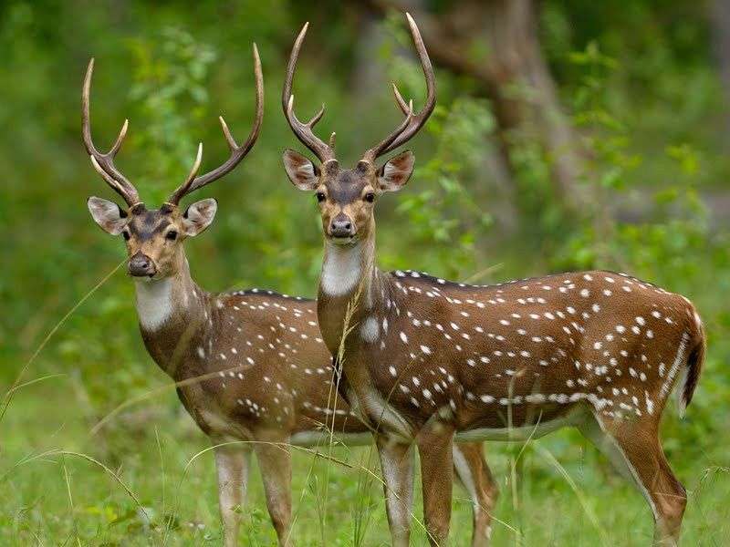 Ghatigaon Wildlife Sanctuary