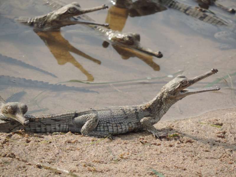 Ken Gharial  Wildlife Sanctuary