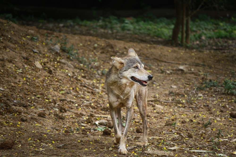 Noradehi Wildlife Sanctuary