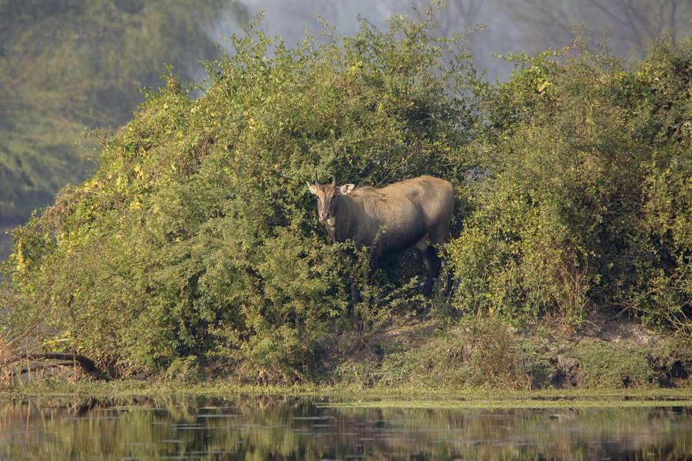 Orchha  Wildlife Sanctuary