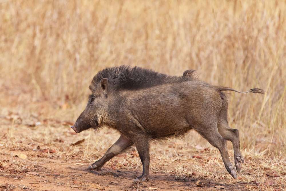 Panna (Gangau)  Wildlife Sanctuary