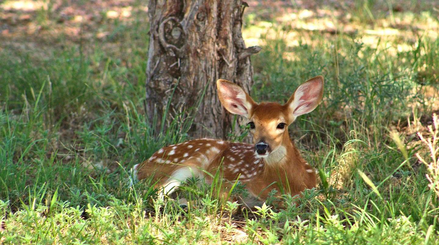 Ralamandal  Wildlife Sanctuary