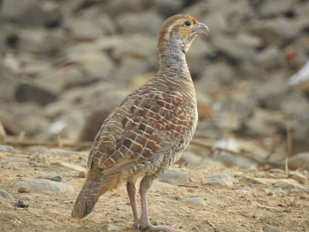Sardarpur Wildlife Sanctuary