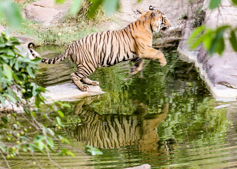 Singhori  Wildlife Sanctuary