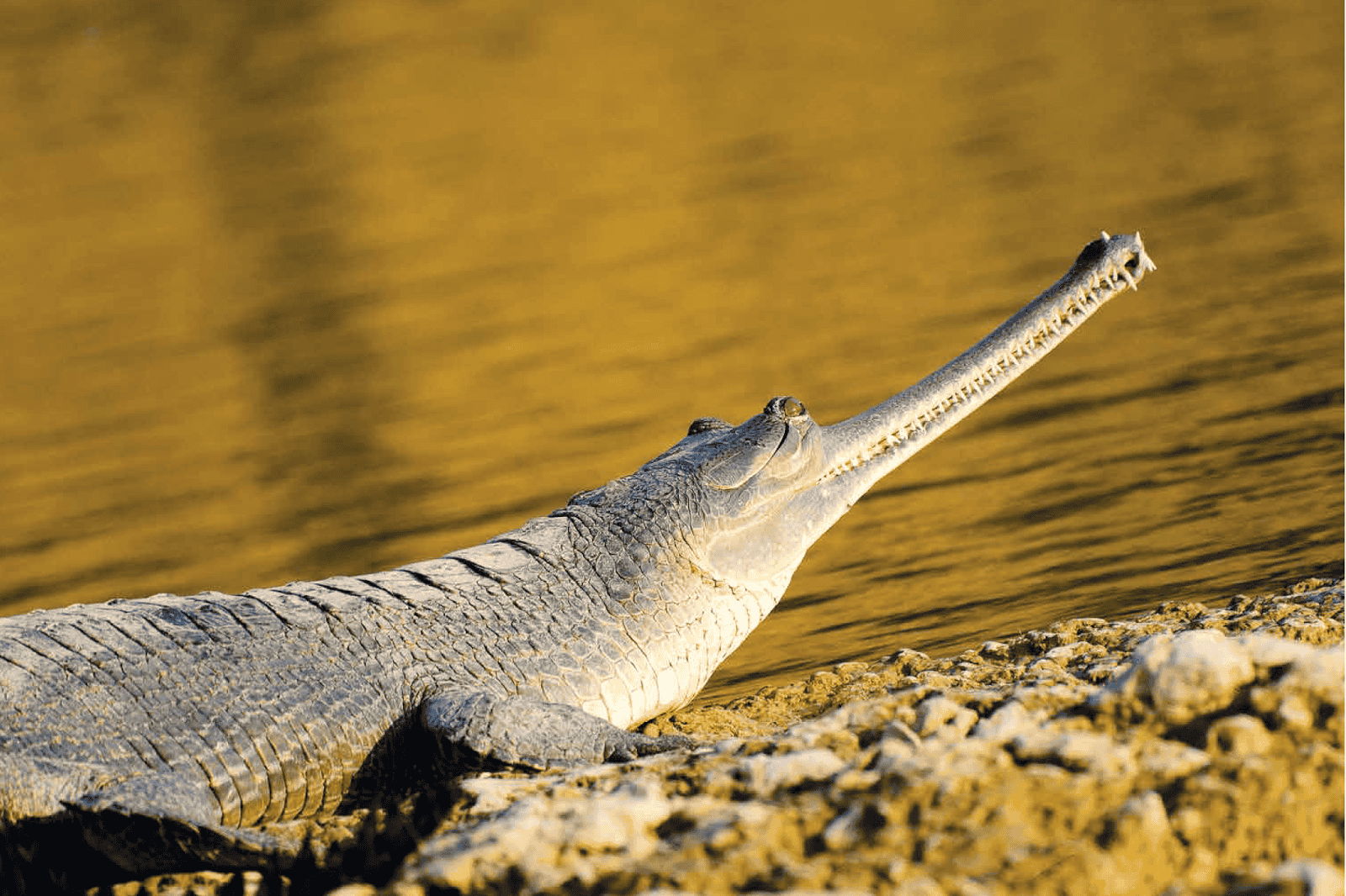 Son Gharial Wildlife Sanctuary