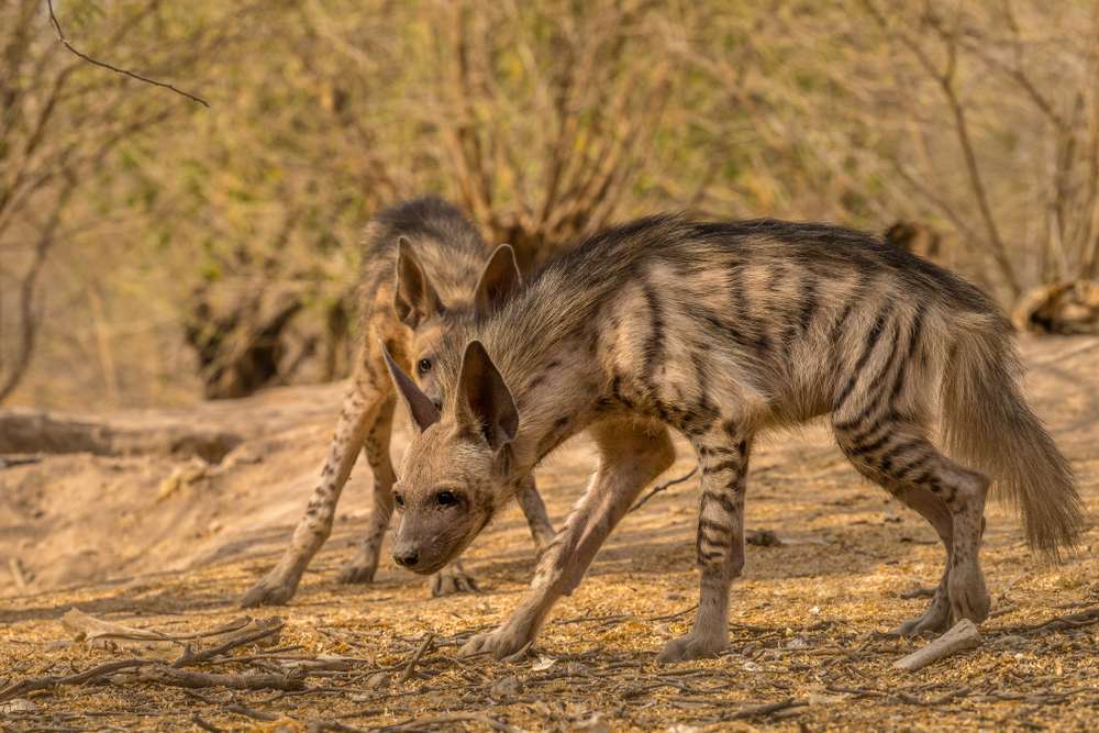 Phen Wildlife Sanctuary