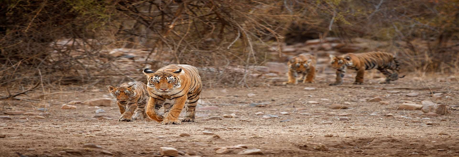 25 Wildlife Sanctuaries in Madhya Pradesh