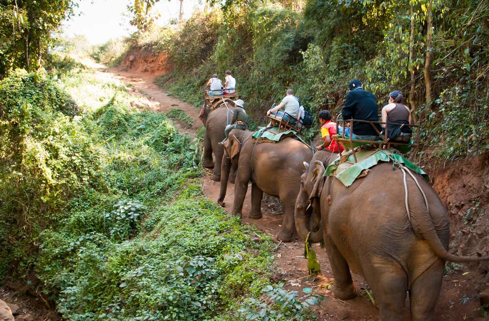 Elephant Safari