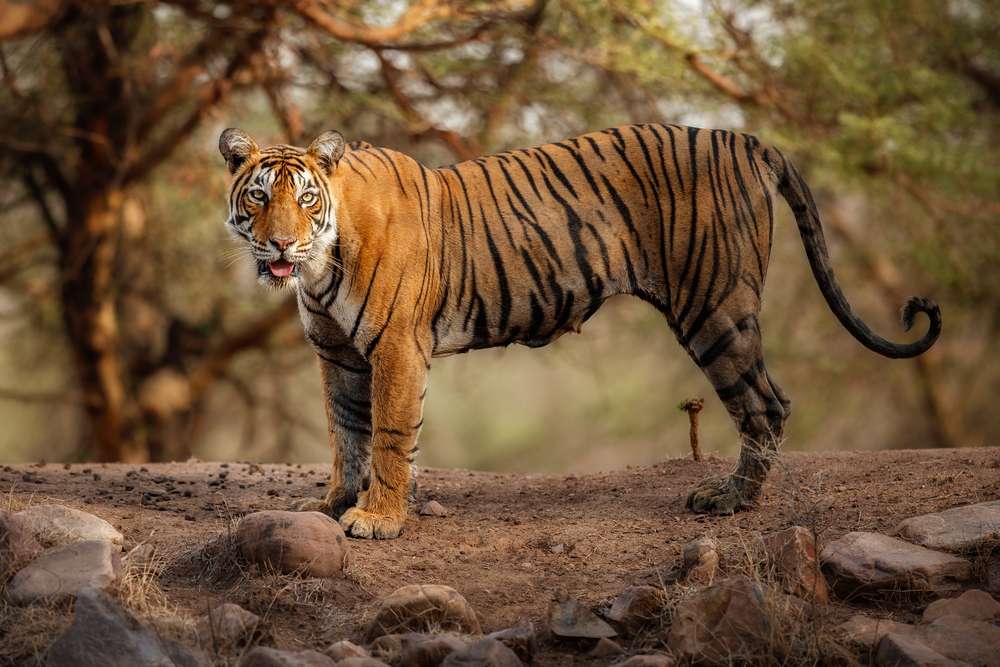 Tiger Spotting at Panna Tiger Reserve