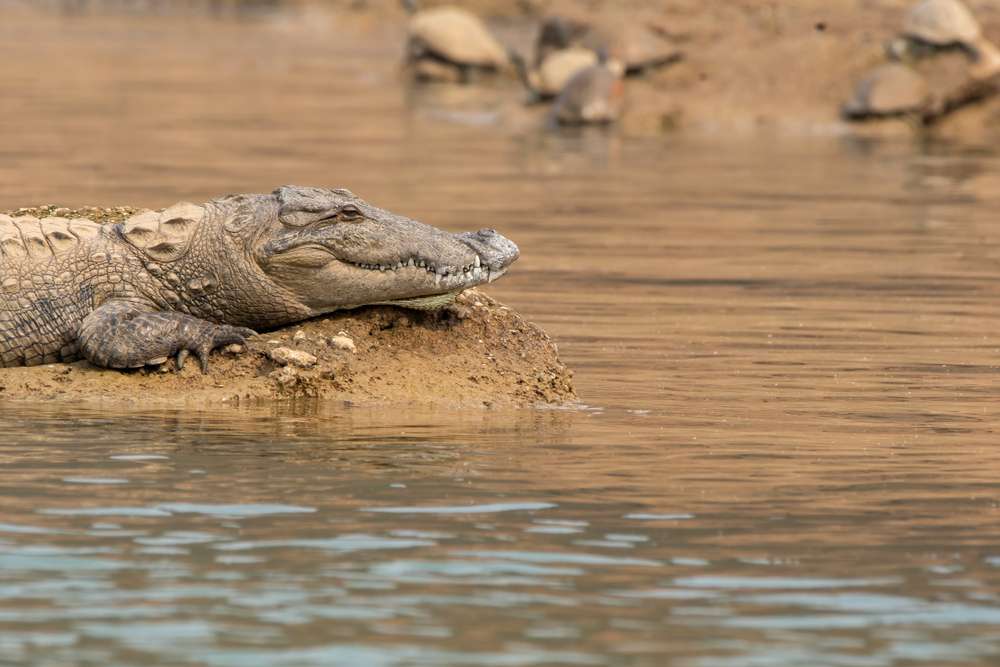 Chambal Sanctuary