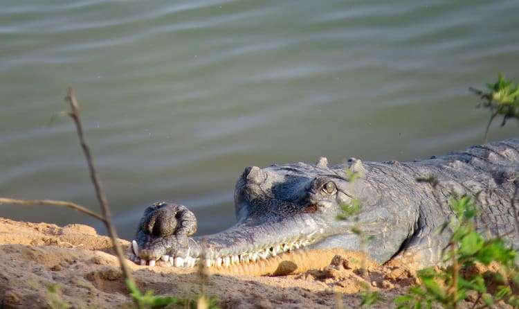 Ken Gharial Sanctuary
