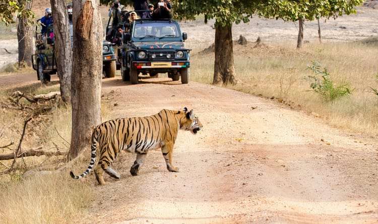 Bandhavgarh National Park