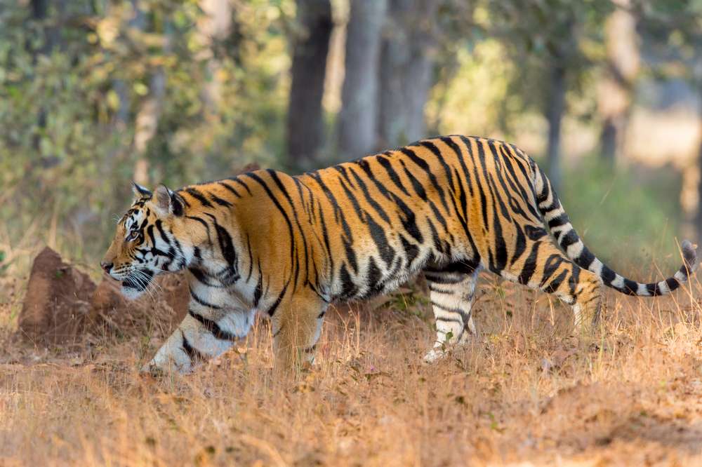 Jabalpur-Bandhavgarh-Khajuraho-Jabalpur