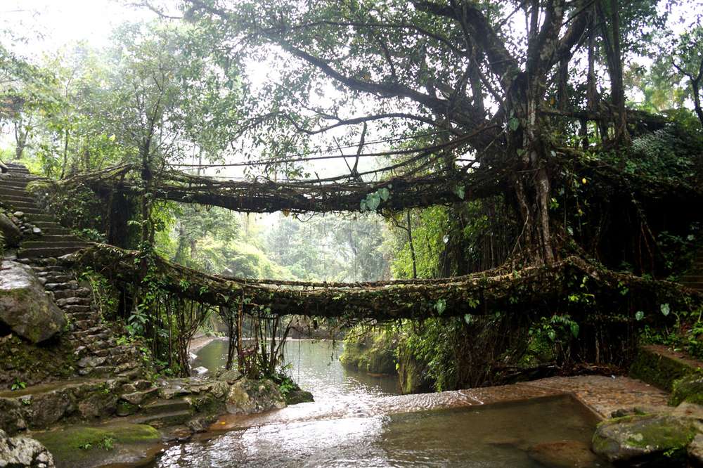 Double Decker Living Root Bridge