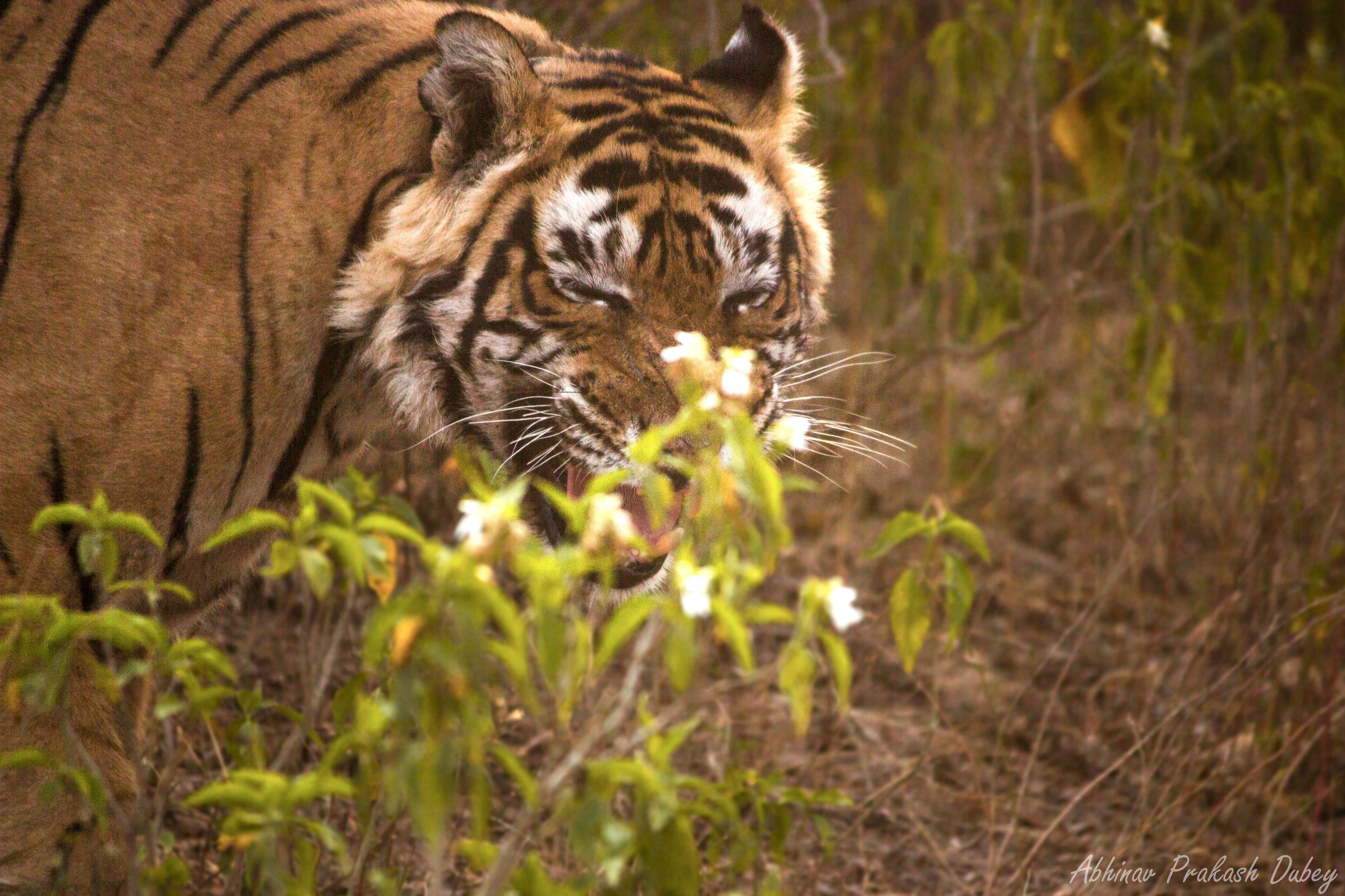 Sariska National Park Tour | Book Online @ Flat 60% off