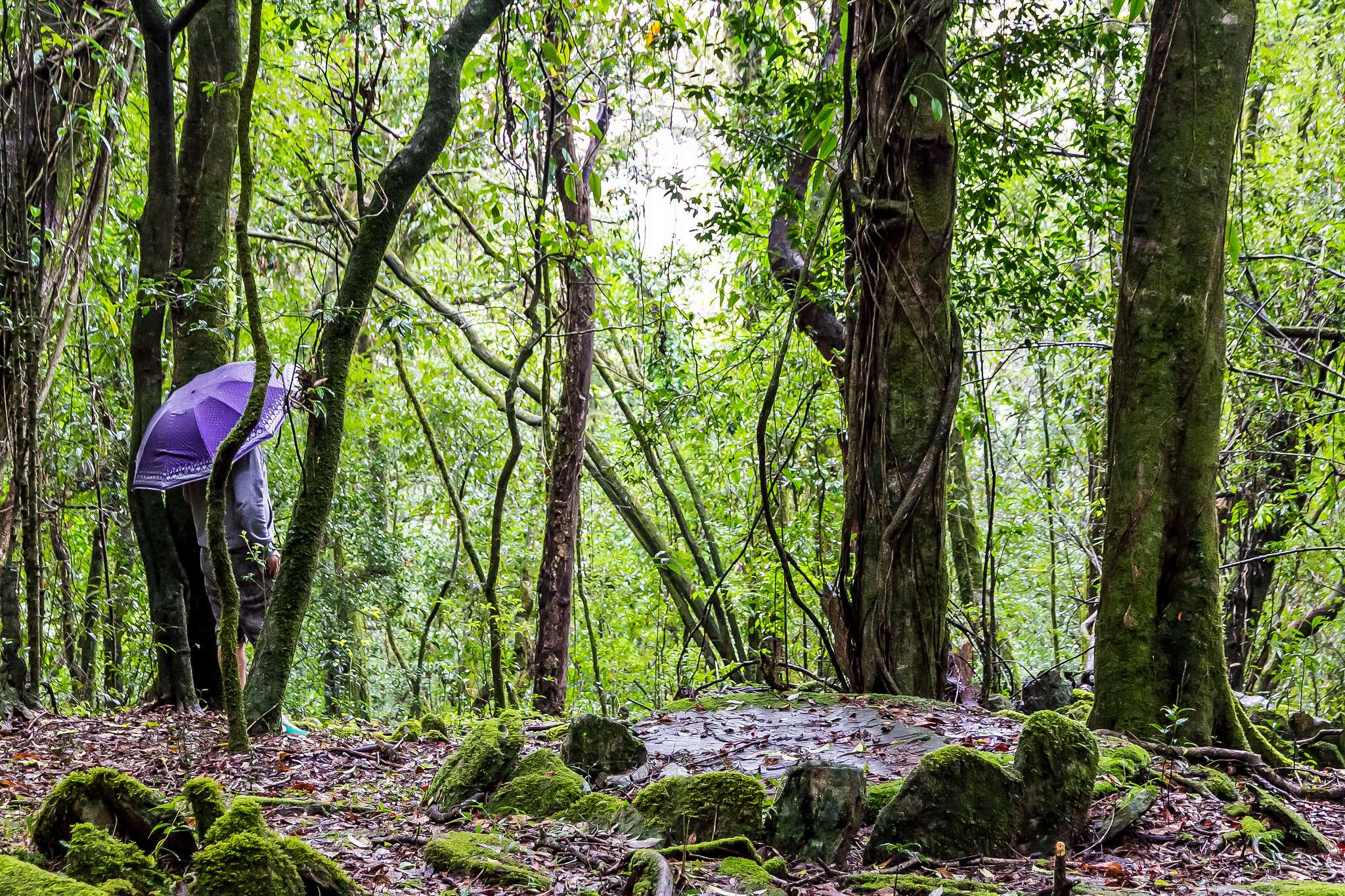 Mawphlang Sacred Forest
