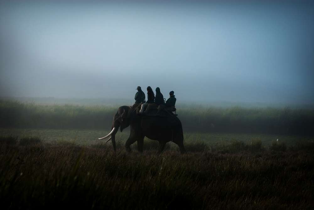 Elephant Safari
