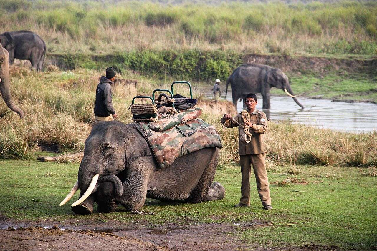 Safari Timings and Duration at The Kaziranga National Park