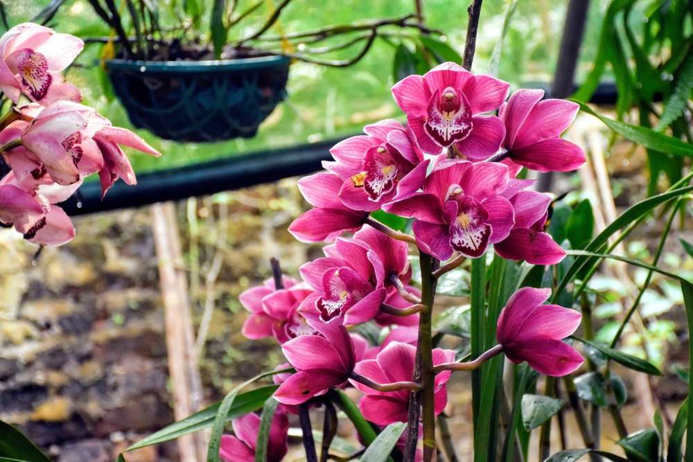 Kaziranga Orchid Park