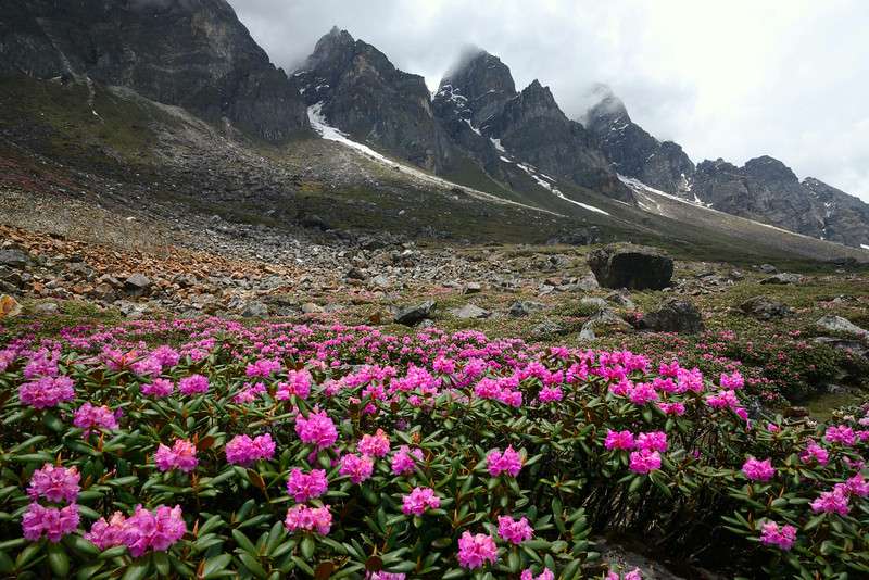 Shingba Rhododendron Sanctuary