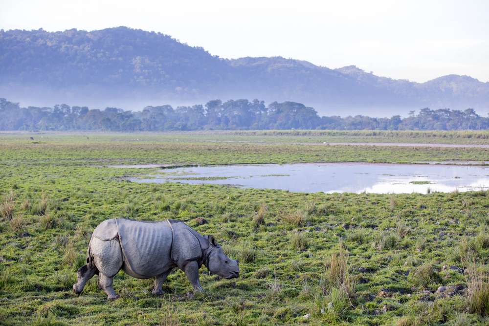 Kaziranga National Park Safari: A Detailed Guide - {{year}}