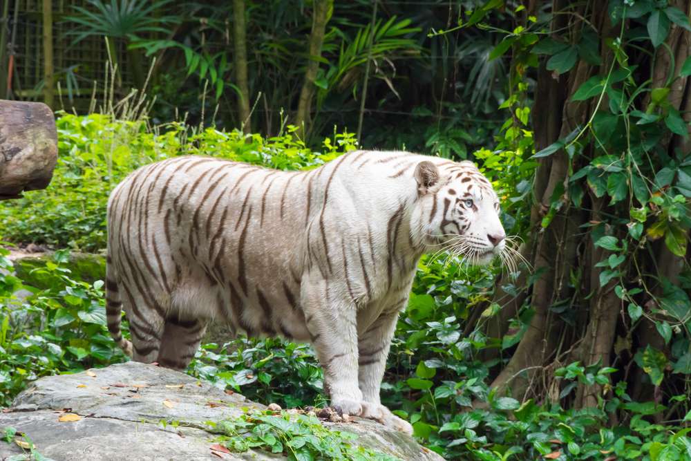 Go for an Outing at Assam State Zoo
