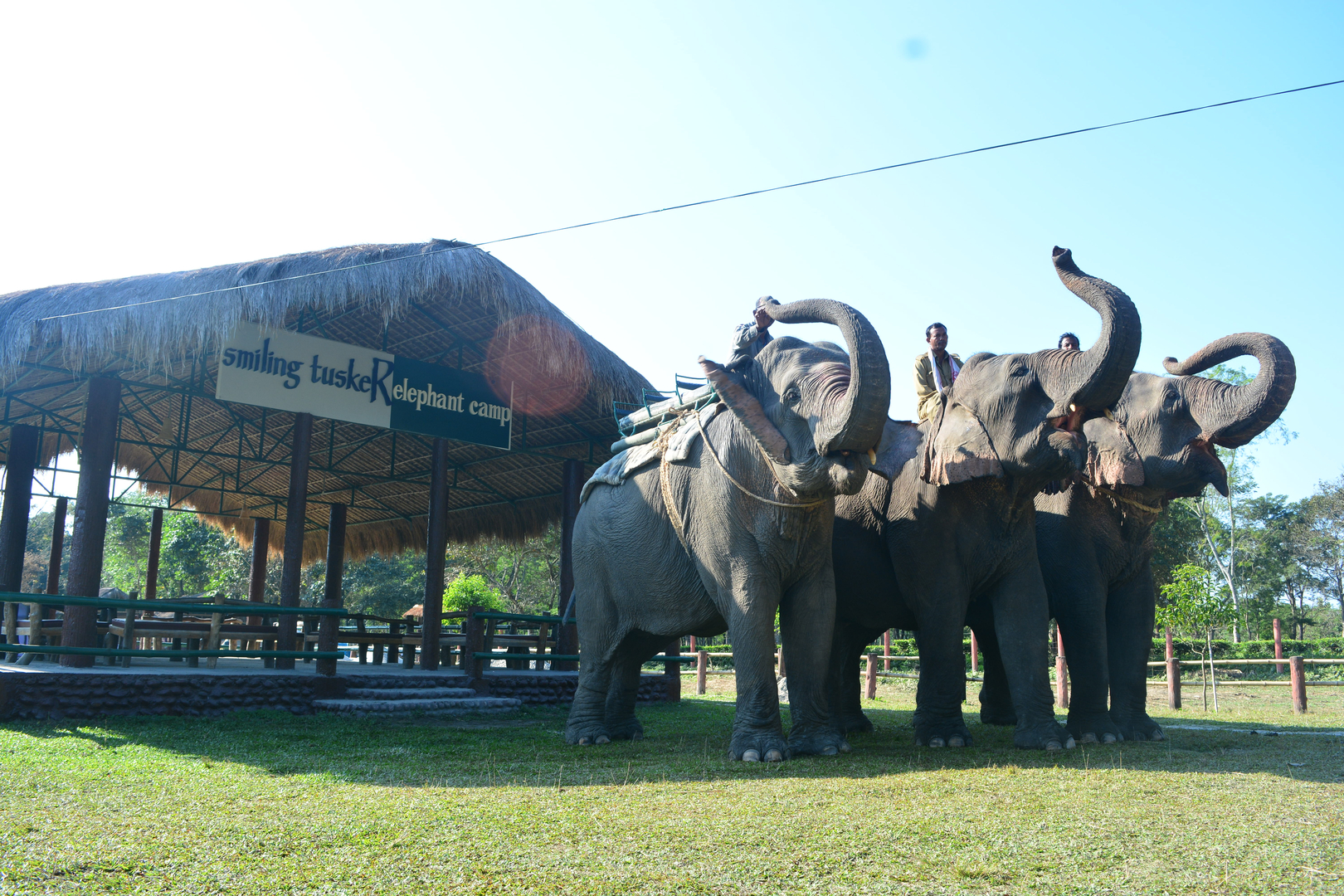 Smiling Tusker Elephant Camp