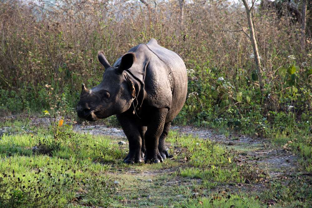 Manas National Park - A Detailed Guide