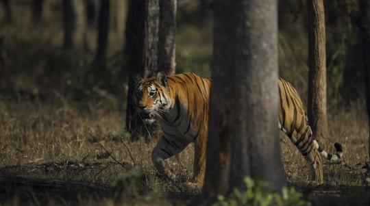 Into the Wilderness of Pench