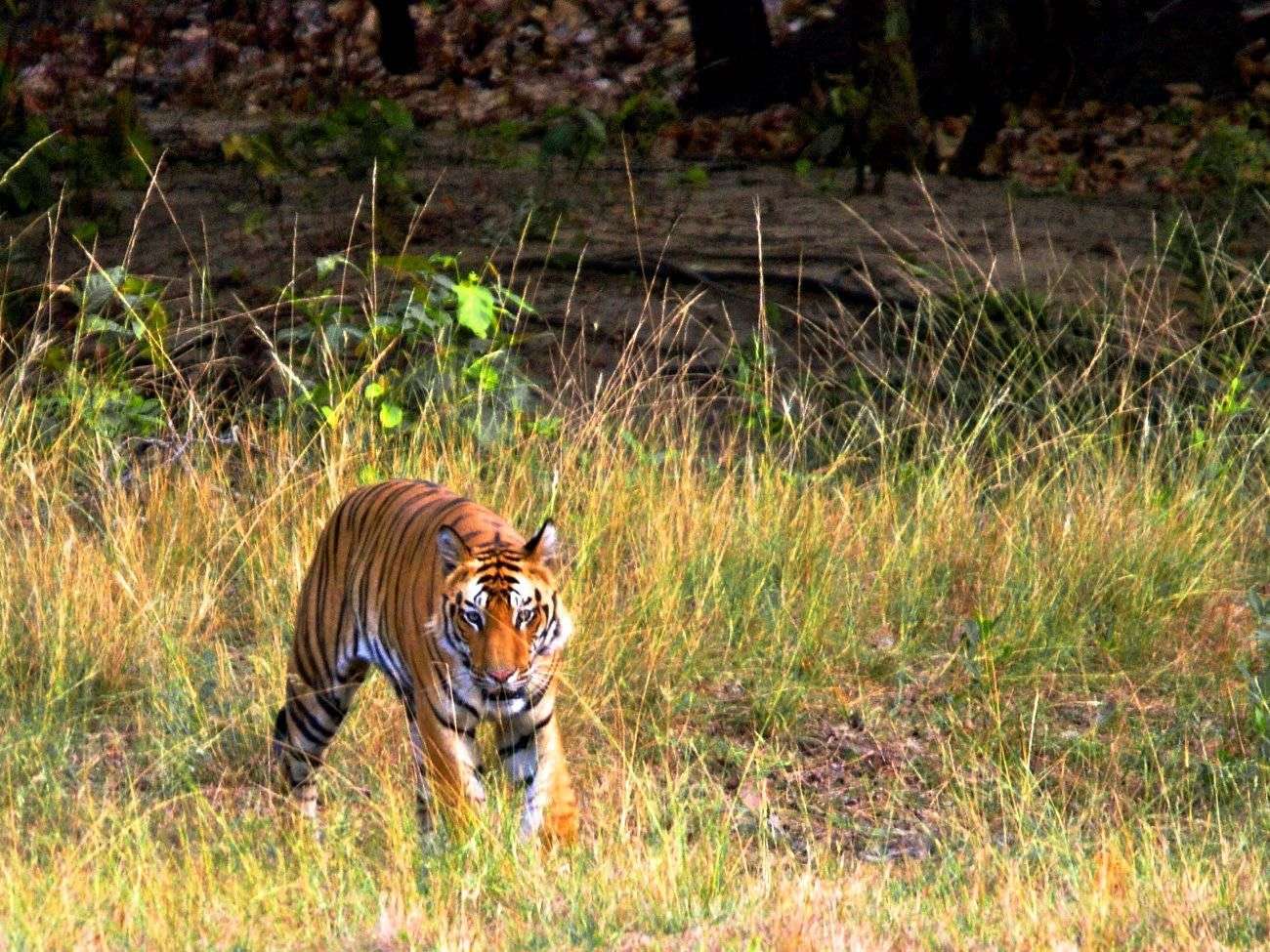 Itanagar Wildlife Sanctuary