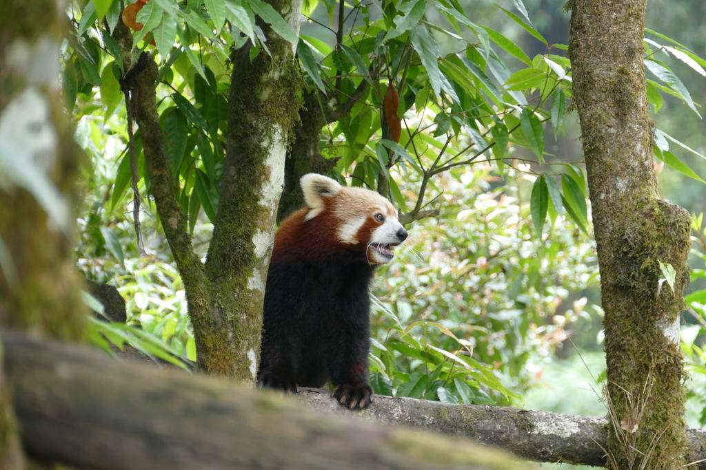 Himalayan Zoological Park