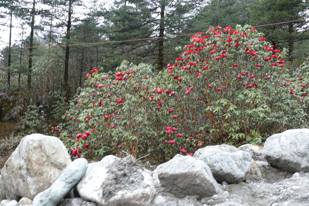 Shingba Rhododendron Sanctuary