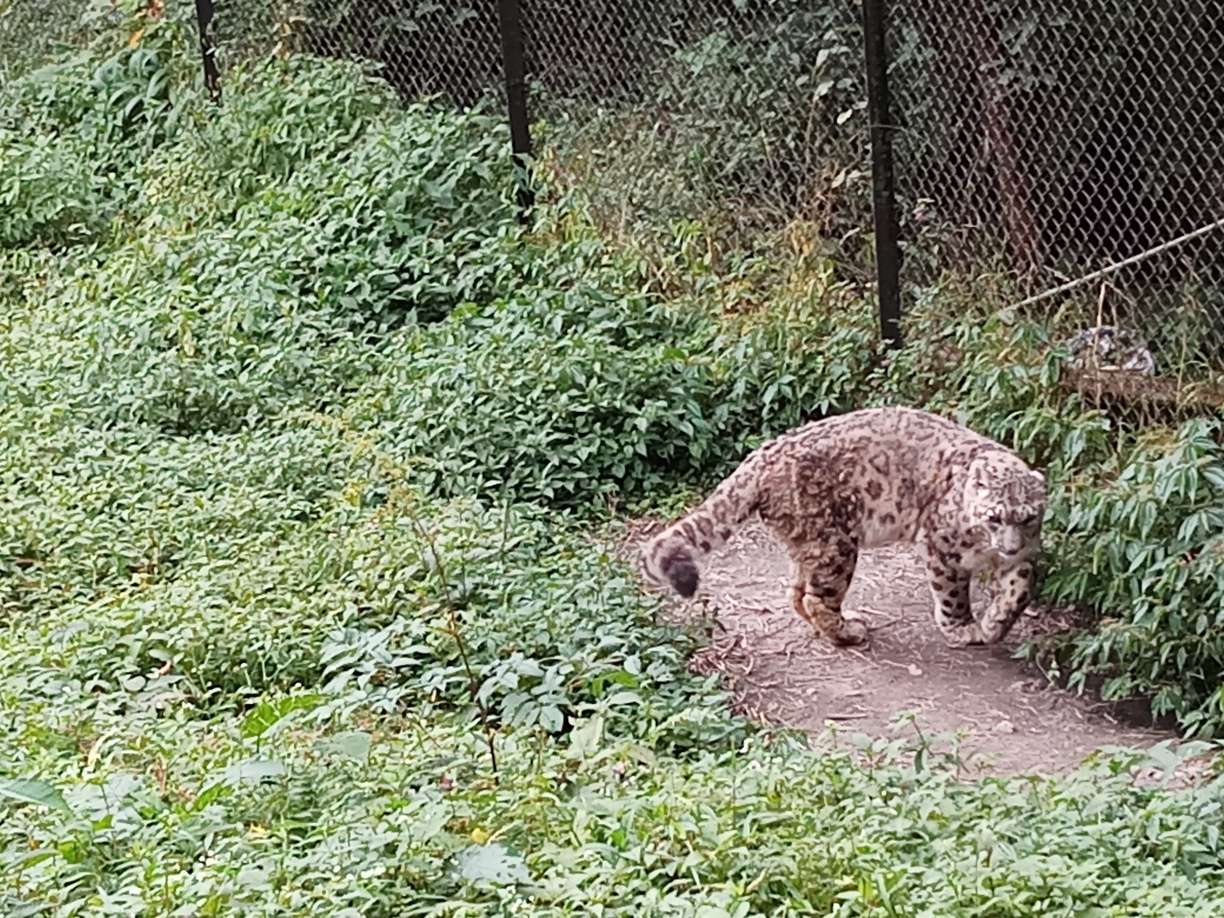 Sikkim Himalayan Zoological Park