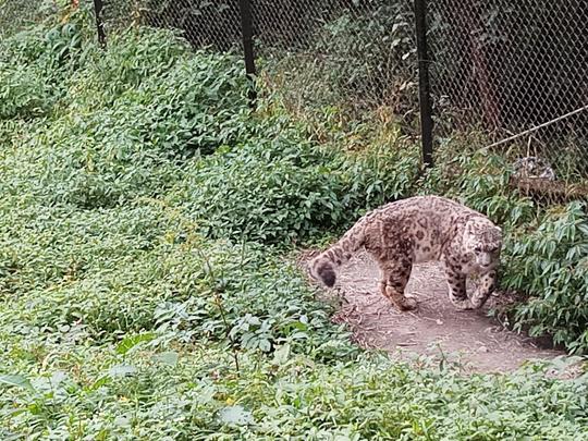 Sikkim Himalayan Zoological Park