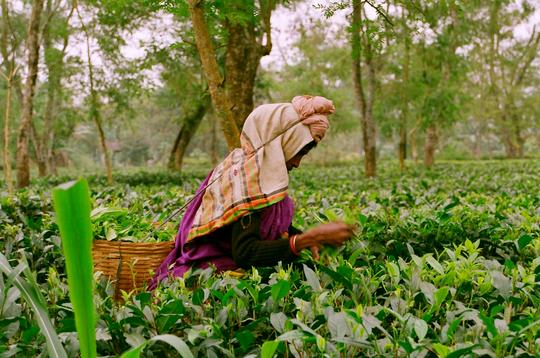 Best Time to Visit Assam