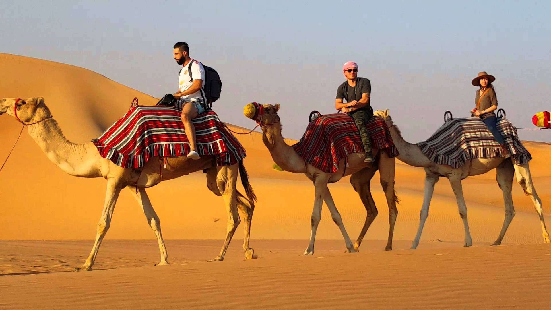 Camel Safari