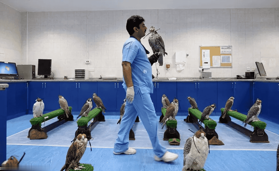 Falcon Hospital Visit
