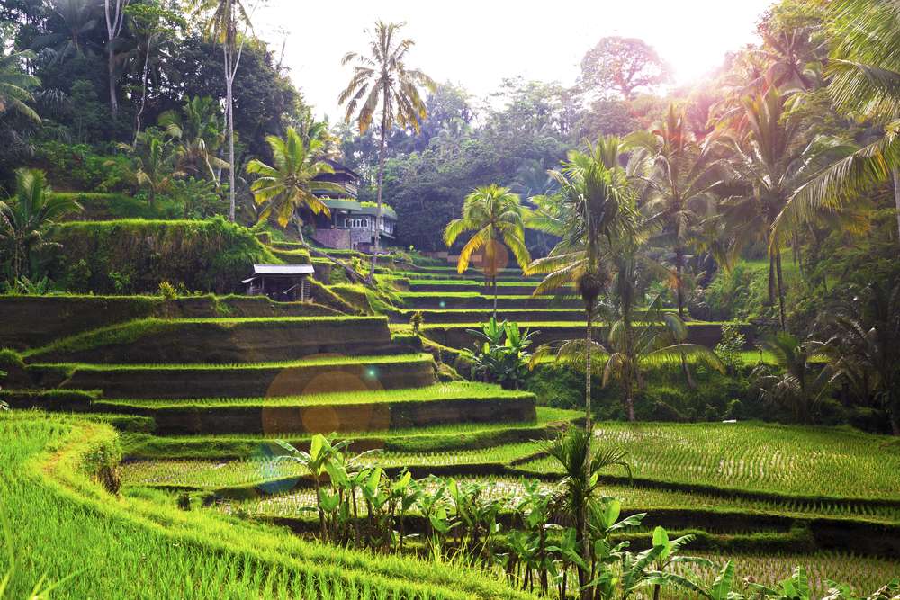 Tegalalang Rice Terrace Tour with Monkey Forest & Goa Gajah Flat 10% off